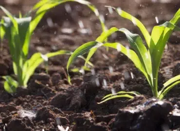 Superespalhante Adesivo